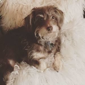 Meet your Posher, Alice